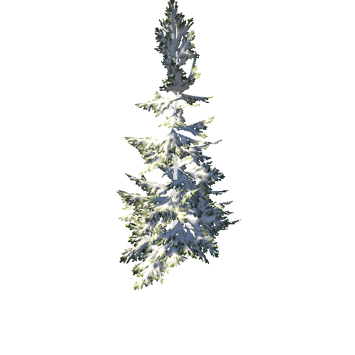 SpruceTreeWinter B 2_Optimized